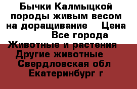 Бычки Калмыцкой породы живым весом на доращивание. › Цена ­ 135 - Все города Животные и растения » Другие животные   . Свердловская обл.,Екатеринбург г.